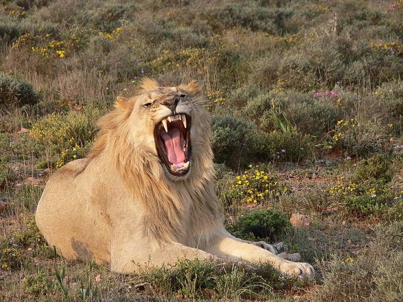 800px-Panthera_leoP1040181